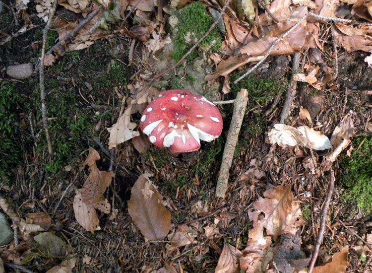 Dalla Val Rendena: Russula lepida?